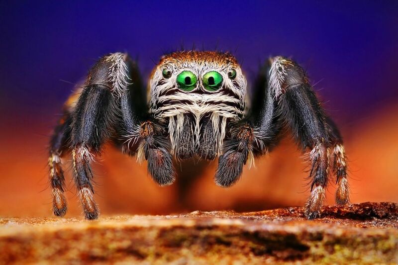 Файл:Macro 3.jpg